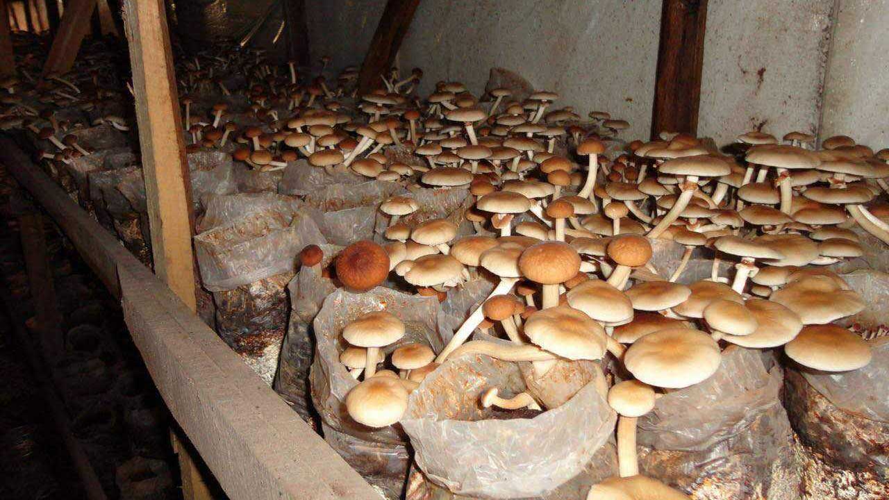 Humidifiers Control Humidity for Healthy Edible Mushroom Growth